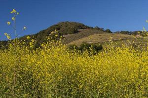 Yellow Spring Flowers Bursting From the Hillside photo