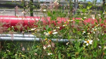 Honig Biene nehmen Nektar auf das Wiese Blume wann Tag Zeit. das Aufnahmen ist geeignet zu verwenden zum Tier wild Leben Hintergrund, Frühling Poster und Natur Inhalt Medien. video