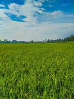 farm landscape view of rice field and blue sky. photo