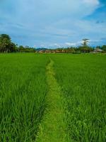 paisaje ver de arrozal campos y azul cielo. foto