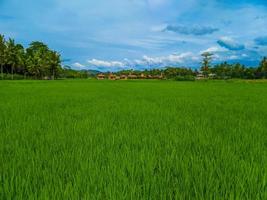 Landscape view of paddy fields and blue sky. photo