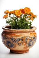 Photo of plant in decorative interior pot, isolated white background