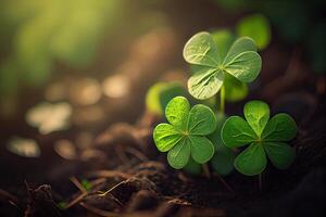 Four-leaf clovers in grass against blurred natural background. green clover leaves. St.Patrick 's Day. Spring natural background. photo