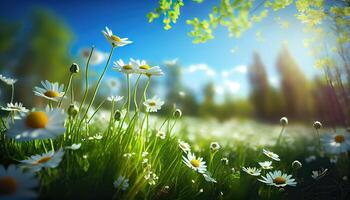 Chamomile flower field. Camomile in the nature. Field of camomiles at sunny day at nature. Camomile daisy flowers in summer day. Chamomile flowers field wide background in sun light. . photo