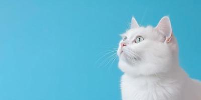 Cute White Kitten isolated on Blue Background photo