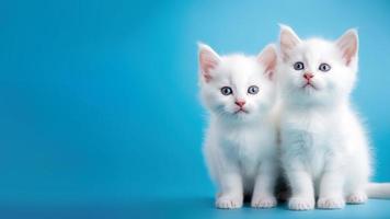 Triple Cute White Kitten isolated on Blue Background photo