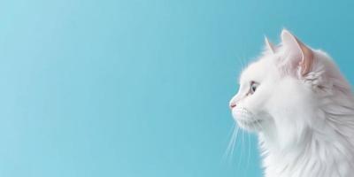 Cute White Kitten isolated on Blue Background photo