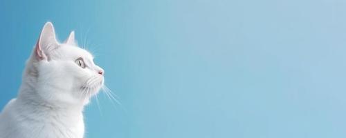 Cute White Kitten isolated on Blue Background photo