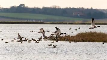 Canada Geese flying over a lake photo