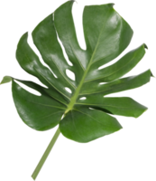 monstera hoja separar en transparente antecedentes. png