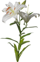 Lily flower cutout on transparent background. png