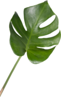 monstera feuille coupé sur transparent Contexte. png