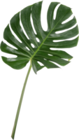 monstera blad uitknippen Aan transparant achtergrond. png