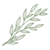 Line Art Leaf png