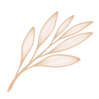 Line Art Leaf png