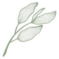 Line Art Leaf png