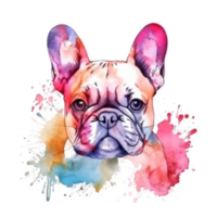 Französisch Bulldogge Aquarell. png