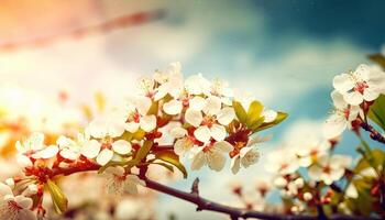 nature background with spring blooming flowers. photo