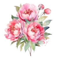 élégant aquarelle pivoine fleur bouquet. png