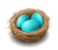 Easter blue eggs in a nest, isolated design element. png