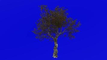 träd animering - europeisk oliv - olea europaea - dvärg- oliv - liten oliv - grön skärm krom nyckel - 1a - höst falla video