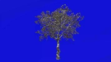 Tree Animation - European Olive - Olea europaea - dwarf olive - little olive - Green Screen Chroma key - 2a - winter snow video