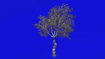 Tree Animation - European Olive - Olea europaea - dwarf olive - little olive - Green Screen Chroma key - 2b - winter snow video