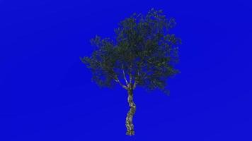 Tree Animation - European Olive - Olea europaea - dwarf olive - little olive - Green Screen Chroma key - 2b - summer spring video