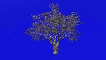 árbol animación - europeo aceituna - olea europaea - enano aceituna - pequeño aceituna - verde pantalla croma llave - 3a - invierno nieve video
