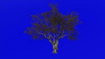 arbre animation - européen olive - oléa europaea - nain olive - peu olive - vert écran chrominance clé - 3a - l'automne tomber video