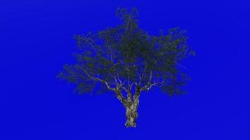 arbre animation - européen olive - oléa europaea - nain olive - peu olive - vert écran chrominance clé - 3a - été printemps video