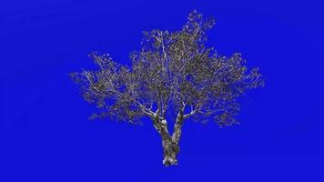 árbol animación - europeo aceituna - olea europaea - enano aceituna - pequeño aceituna - verde pantalla croma llave - 3b - invierno nieve video