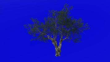 árbol animación - europeo aceituna - olea europaea - enano aceituna - pequeño aceituna - verde pantalla croma llave - 3b - verano primavera video