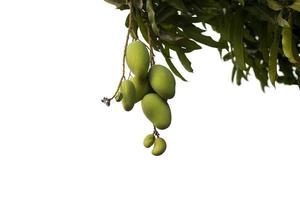 Young Mango fruit on tree with sunlight isolated on white background. photo