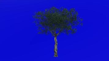 Tree Animation - European Olive - Olea europaea - dwarf olive - little olive - Green Screen Chroma key - 4a - summer spring video