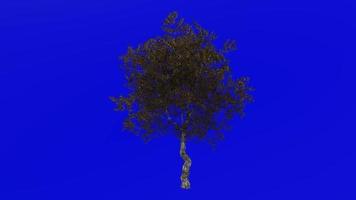 Tree Animation - European Olive - Olea europaea - dwarf olive - little olive - Green Screen Chroma key - 5a - autumn fall video