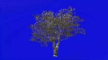 Tree Animation - European Olive - Olea europaea - dwarf olive - little olive - Green Screen Chroma key - 6a - winter snow video