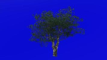 Tree Animation - European Olive - Olea europaea - dwarf olive - little olive - Green Screen Chroma key - 6a - summer spring video