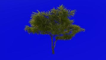 Tree plants animation loop - honey mesquite - prosopis glandulosa - green screen chroma key - 1b video