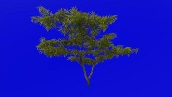 boom planten animatie lus - honing mesquite - prosopis glandulosa - groen scherm chroma sleutel - 2b video