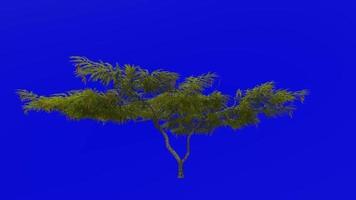 Tree plants animation loop - honey mesquite - prosopis glandulosa - green screen chroma key - 3b video