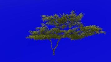 Tree plants animation loop - honey mesquite - prosopis glandulosa - green screen chroma key - 3a video