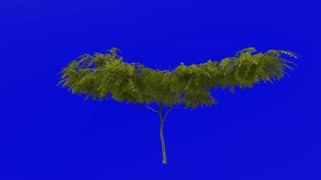 Tree plants animation loop - honey mesquite - prosopis glandulosa - green screen chroma key - 6a video