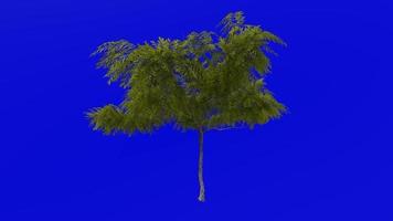 boom planten animatie lus - honing mesquite - prosopis glandulosa - groen scherm chroma sleutel - 6c video