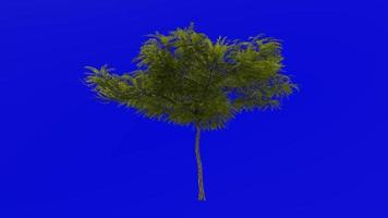 Tree plants animation loop - honey mesquite - prosopis glandulosa - green screen chroma key - 7b video