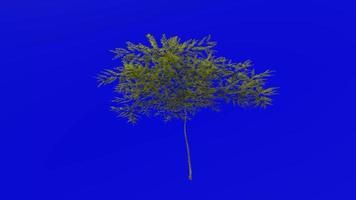 árvore plantas animação ciclo - querida algaroba - prosopis glandulosa - verde tela croma chave - 8b video