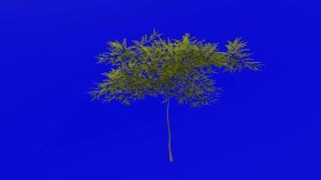 Tree plants animation loop - honey mesquite - prosopis glandulosa - green screen chroma key - 8a video