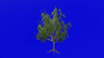 boom planten animatie lus - honing mesquite - prosopis glandulosa - groen scherm chroma sleutel - v10a video