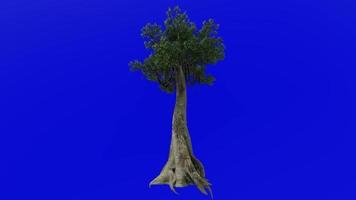 arbre les plantes animation - kapok arbre - ceiba pentandre - Java coton - Java kapok - soie coton - samauma - vert écran chrominance clé - 1c video