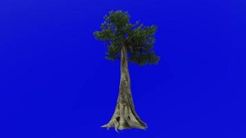 arbre les plantes animation - kapok arbre - ceiba pentandre - Java coton - Java kapok - soie coton - samauma - vert écran chrominance clé - 1b video